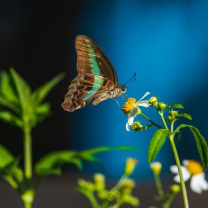 Photography for Jewelry Marketing