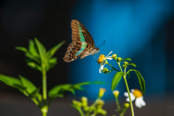 Photography for Jewelry Marketing